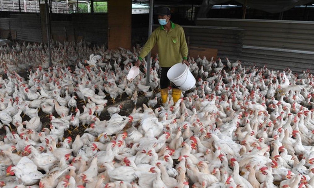 MAFI mendedahkan RM50 juta subsidi telah dibayar setakat ini kepada penternak ayam, berbanding RM729.43 juta diperuntukkan menerusi Skim Kawalan Harga Keluarga Malaysia (SKHKM) yang dilaksanakan sejak 5 Februari lalu. - Gambar fail