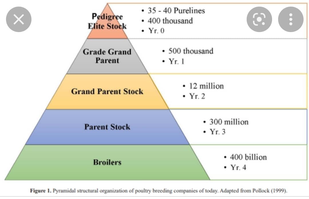 Piramid struktur organisasi syarikat penternak ayam.