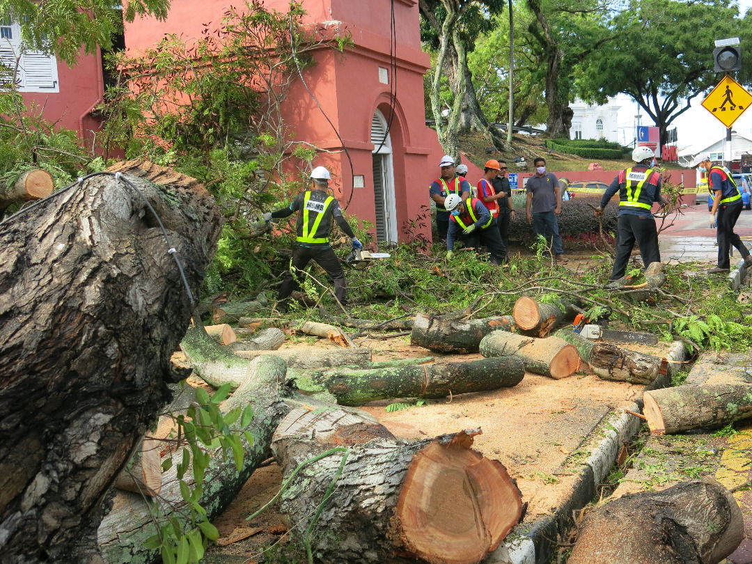 MBMB menjalankan kerja membersihkan pokok tumbang.