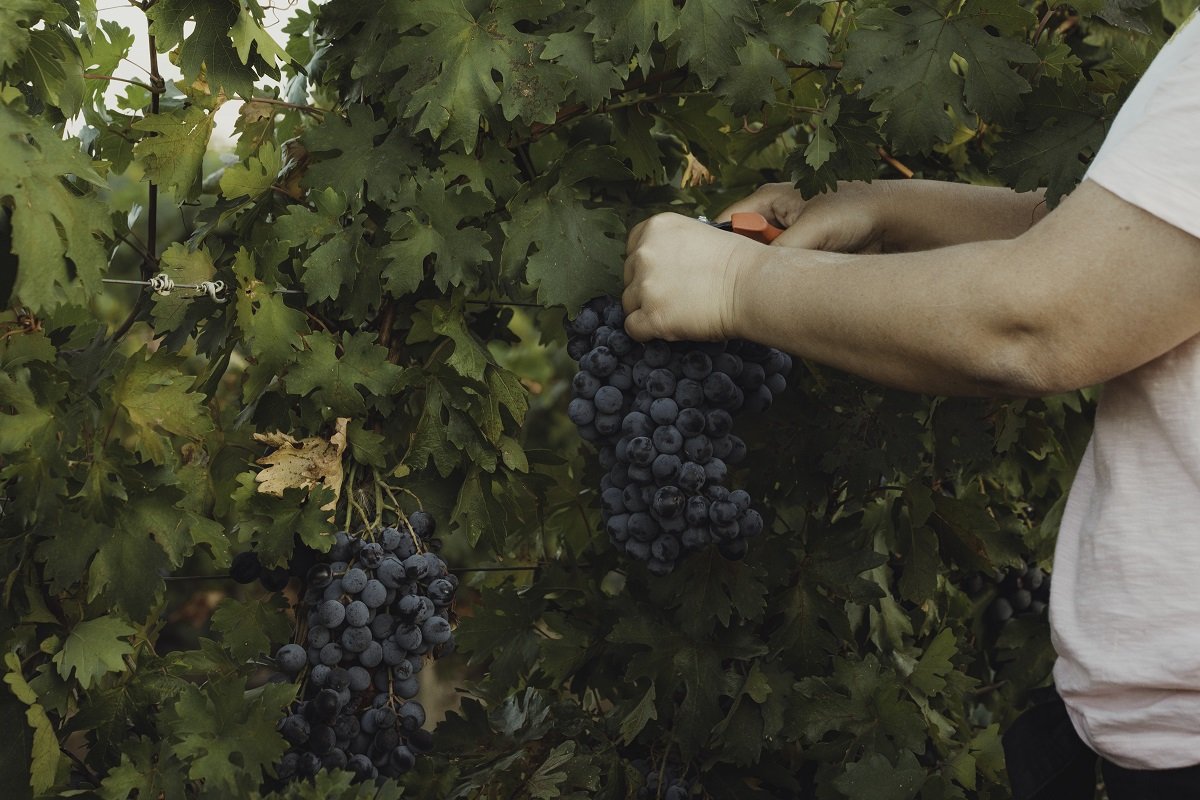 Urla terkenal dengan ladang anggur dan wain