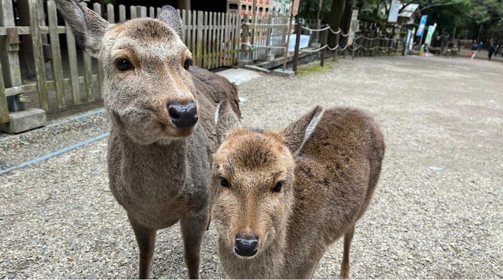 Rusa haiwan simbolik di Nara