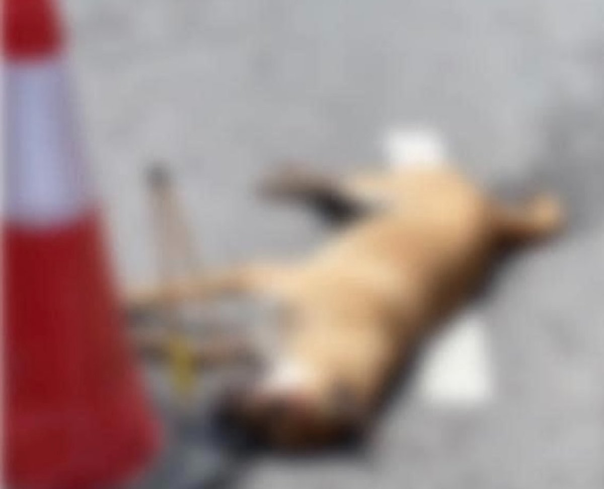 Seekor anjing mati selepas dipanah oleh seorang lelaki Sky Awani 3, Setapak, baru-baru ini.