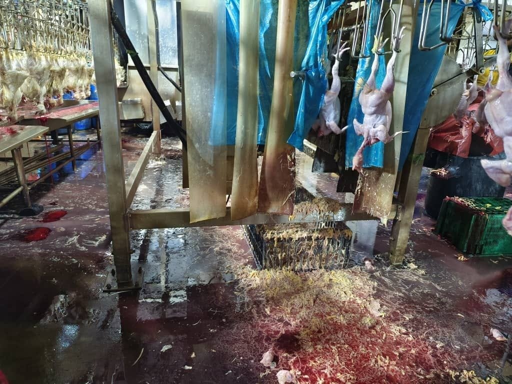 Keadaan di sebuah pusat penyembelihan ayam di Desa Tun Razak dekat Cheras, yang menjijikkan sehingga terpaksa ditutup.