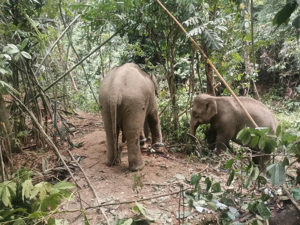 Gajah-gajah ini dipercayai keluar daripada hutan untuk mencari makan.