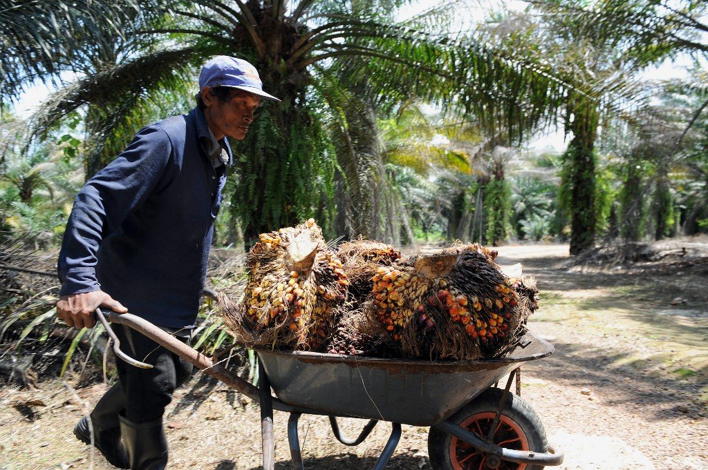 Industri kelapa sawit adalah antara industri yang berdepan dengan kekurangan pekerja asing yang meruncing ketika ini. - Gambar fail AFP