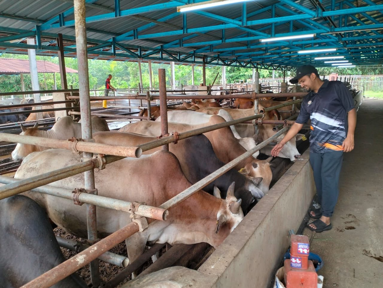 Selain lembu jenis Brahman, Charolais dan Limosin, lebih 200 ekor lembu baka tempatan turut ditawarkan kepada pembeli yang berhajat menunaikan ibadah korban di Fatimah MZ Agro Farm - Gambar Rafisqi Radhi