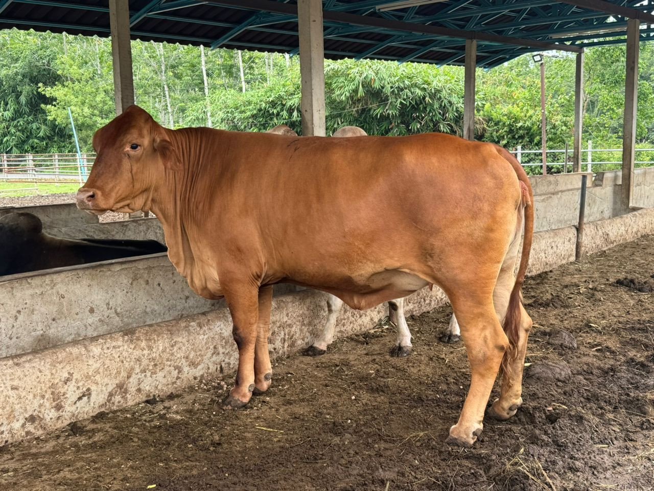 Lembu baka Limosin yang beratnya mencecah 660 kilogram seekor - Gambar Rafisqi Radh