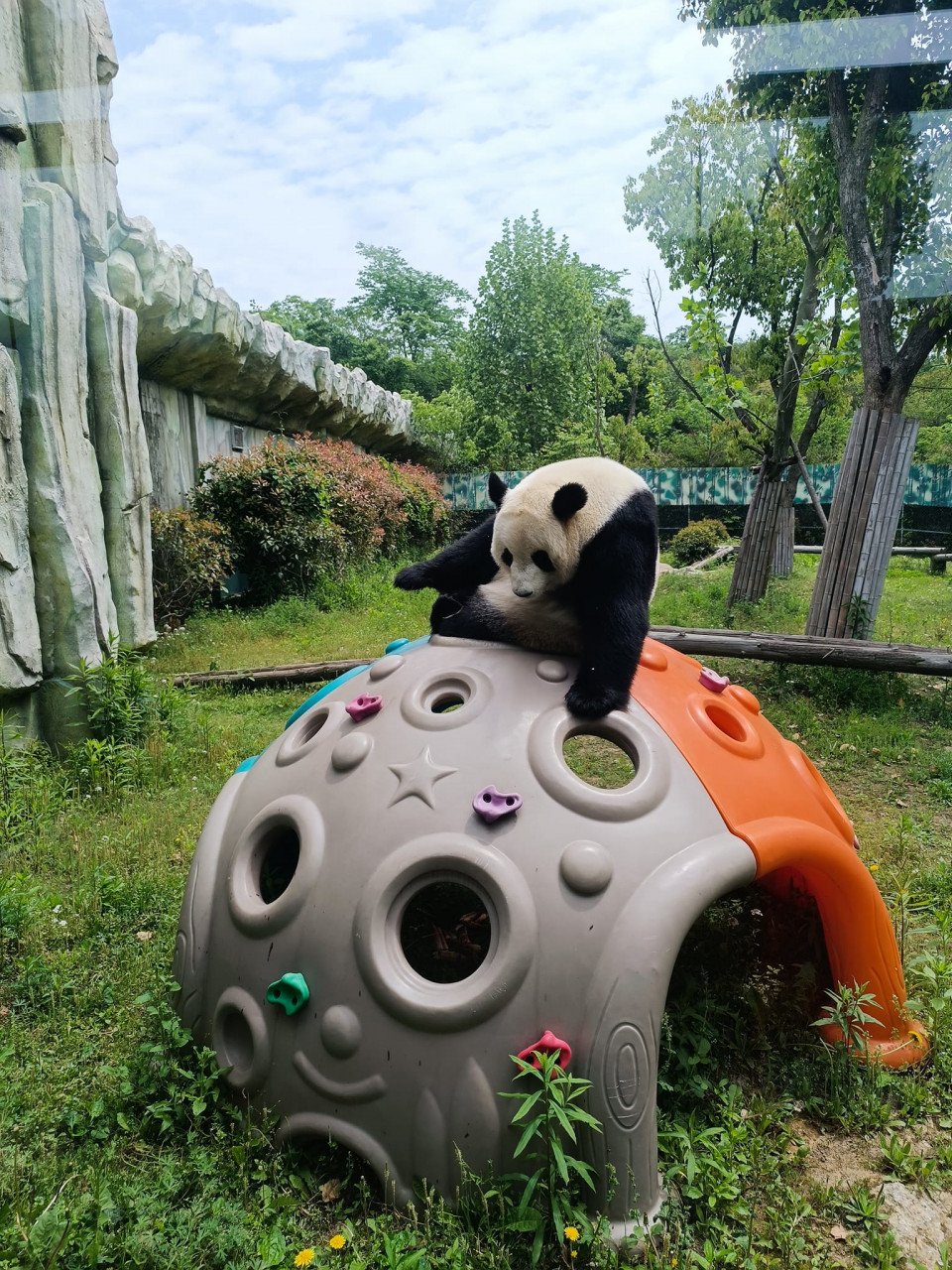 Nuan Nuan, anak pertama pasangan panda gergasi Xing Xing dan Liang Liang.